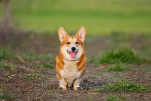 lustiges Porträt des süßen Corgi-Hundes im Freien foto