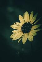 Sonnenblume weiche Fotografie foto