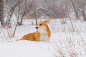 süßes Waliser-Pembroke-Corgi-Porträt, lustiger Hund, der Spaß im Schnee hat foto