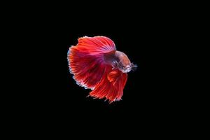 roter siamesischer kämpfender Fisch lokalisiert auf schwarzem Hintergrund foto