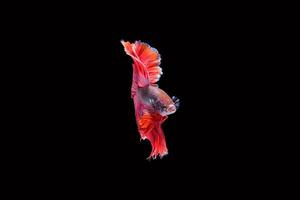 roter siamesischer kämpfender Fisch lokalisiert auf schwarzem Hintergrund foto