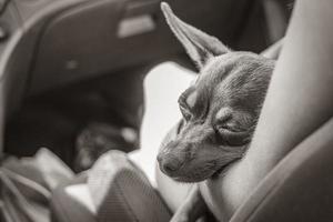 russischer toy terrier hund, während er müde im auto mexiko schläft. foto