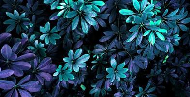 tropische leuchtende Blätter. foto