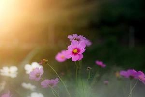 Bunte Kosmosblumen mit verschwommenem Hintergrund im Garten. foto