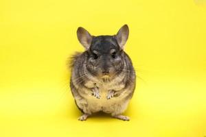 süße Chinchilla auf gelbem Hintergrund foto