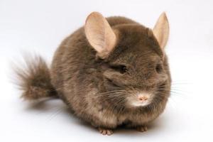 süße braune Chinchilla auf weißem Hintergrund foto