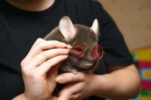 süße chinchilla sitzt in ihren armen foto