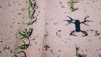 der Schatten eines Quadcopters auf dem Feld foto