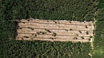 Illegales Abholzen von Wald, Luftaufnahmen von leeren Waldlichtungen mit Drohne foto