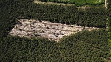 Illegales Abholzen von Wald, Luftaufnahmen von leeren Waldlichtungen mit Drohne foto