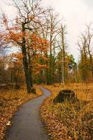 Sonnenlicht im Herbstwald. sonniger Tag foto