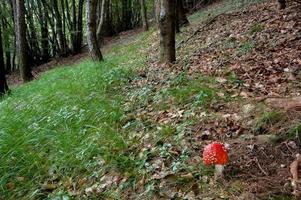 Pilz schöne Märchen im Wald foto