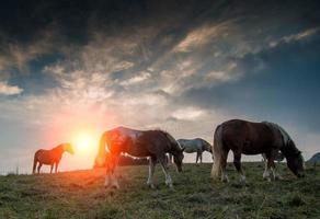 wilde natur in italien foto