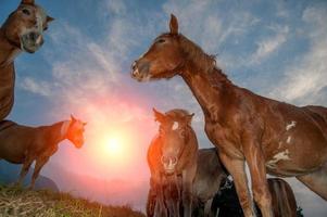 wilde natur in italien foto