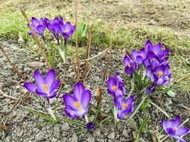 erste frühlingsblumen krokusse auf noch gefrorenem boden. Studiofoto foto