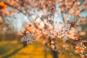 frühlingsrosa blumenhintergründe. Traumnaturnahaufnahme mit Sakura, Kirschblüte in unscharfer Bokeh-Frühlingslandschaft. friedliche Pastellfarben, romantisch blühende Blumen