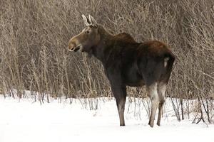 Prärieelch Kanada foto