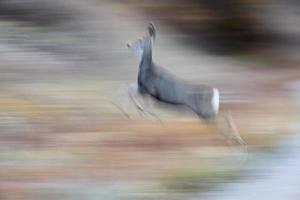 Rehe auf der Flucht foto