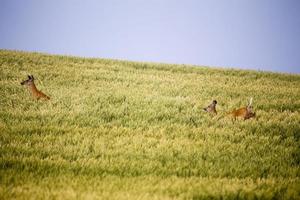 Hirsche auf dem Feld der Bauern foto