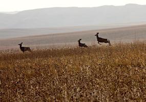 Rehe im Feld foto