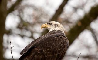 Weißkopfseeadler Britisch-Kolumbien foto