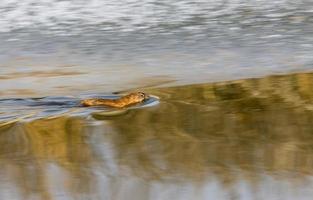 Moschusratte am nördlichen Fluss foto