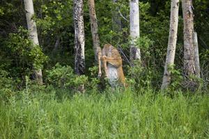 Rehe springen über den Zaun foto