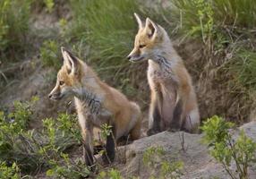 Jungfuchs-Kit foto