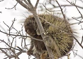 Stachelschwein im Baum foto