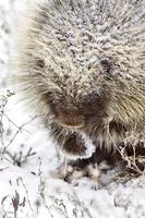 Stachelschwein im Winter foto