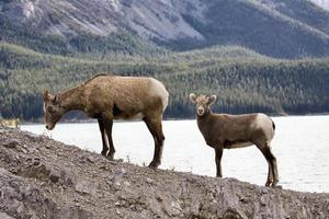 felsige Bergschafe foto