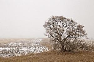 Prärielandschaft im Winter foto