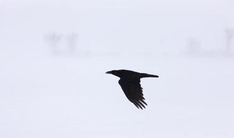 Krähenrabe im Flug foto