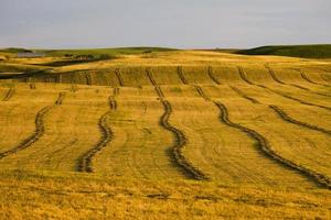 Prärie-Szene Saskatchewan foto