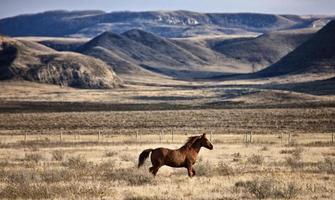 Ödland Kanada Saskatchewan foto