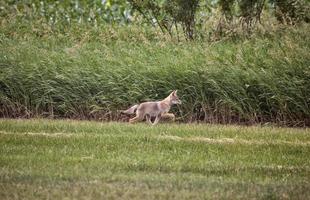 Kojotenwelpe Kanada foto