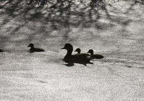 Sillouette-Enten in einem Teich foto