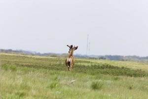 Hirsche in Saskatchewan foto