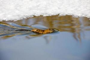 Moschusratte am nördlichen Fluss foto