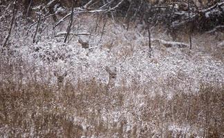 Rehe im Winter foto