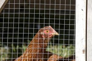 eingesperrte hühner ländlicher bauernhof foto