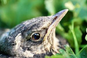 Kopf eines erwachsenen Nestlings einer Drossel im grünen Gras, das gerade aus dem Nest gesprungen ist foto