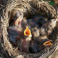 Die Küken der hungrigen neugeborenen Drossel öffnen ihren Mund und fragen nach Nahrung, die in einem Nest liegt foto