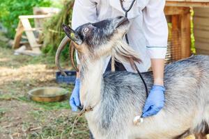 junge tierärztin mit stethoskop, die ziege auf ranchhintergrund hält und untersucht. junge ziege mit tierarzthänden zur untersuchung in einer natürlichen ökofarm. Tierpflege und ökologisches Landwirtschaftskonzept. foto