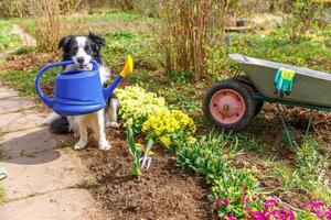 Außenporträt des süßen Hundes Border Collie mit Gießkanne im Mund auf Gartenhintergrund. lustiger Hündchen als Gärtner, der Gießkanne zur Bewässerung holt. garten- und landwirtschaftskonzept. foto