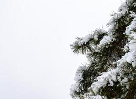 Winterwald, Äste, um unter das Gewicht des Schnees zu gehen. foto