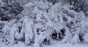 Winterwald, Äste, um unter das Gewicht des Schnees zu gehen. foto