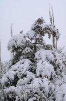 Winterwald, Äste, um unter das Gewicht des Schnees zu gehen. foto