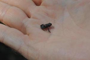 kleiner Rana, allgemein bekannt als der Teichfrosch auf einer Hand foto