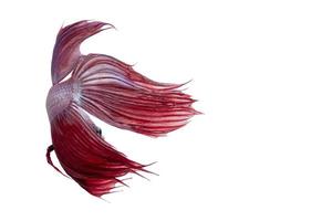 weiße und rote siamesische Kampffische, isoliert auf weißem Hintergrund. foto